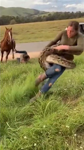 Hero on Horseback Saves Woman from Giant Python! #animals #python #attack #woman #hero #shorts