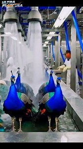 🦚 THE ART OF AUTOMATION: Peacock Feather Fashion! ✨ ​ Experience the mesmerizing factory process of creating realistic peacock feather clothing! 👗 Witness how industrial automation meets high-fashion in this incredible manufacturing tour. ​From the first automatic stitch to the final stunning garment, see the industrial technology that makes this fantastic process possible. This is the future of the textile industry! 🏭💎 ​Highlights: ✨ Precision Feather Integration ✨ High-Speed Automated Fash