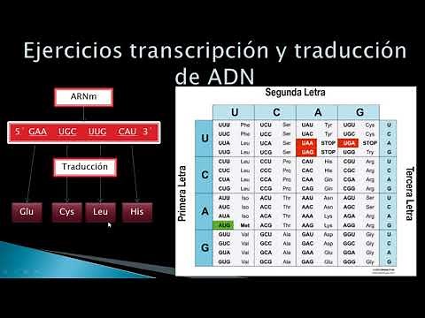 EJERCICIOS DE TRANSCRIPCIÓN Y TRADUCCIÓN DE ADN (biología 11º)