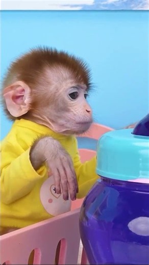 Monkey Baby funny videos #monkeybabyfunny #funnymonkeymoments #kidsvideo #animalvideos #cutepet #12