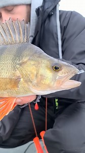 3.7K views · 2.1K reactions | Pierwszy lód to doskonały moment na grube oksy, tylko pamiętajcie o zasadach bezpieczeństwa  | Mikado Total Fishing | Facebook