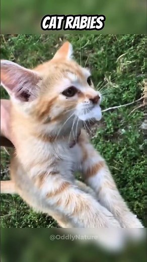 How Animals Look When They Have Rabies 😭