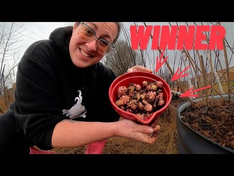 Homestead Life This Week: Rabbit Woes, Kidding Stall Revamp & Survival Crop WIN (Harvest & Cook)