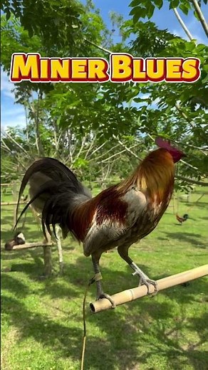 Miner Blues Gamefowl