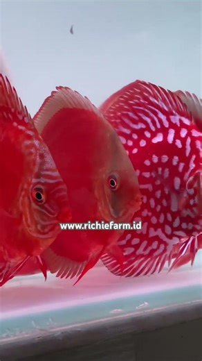 Discus red curipera, #foryou #discusfish #discusinternational #worldwideshipping