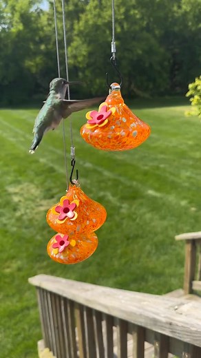 48K views · 1.1K reactions | Hummingbirds LOVE this hand-blown glass feeder set and it’s just as beautiful as it is functional  Feed up to 6 birds at once with this stunning backyard addition! #Hummingbirdlove #hummingbird #hummingbirdfeeder #reel #animals #videobird #viral #bird #nature #animais | Hummingbird Love | Facebook