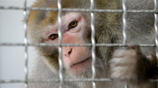 La délicate question des animaux de laboratoire