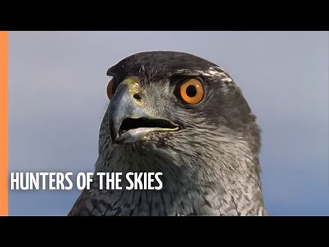 Hunters Of The Skies | Full Documentary
