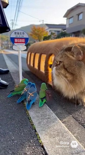 マメルリハたちのネコバスの冒険