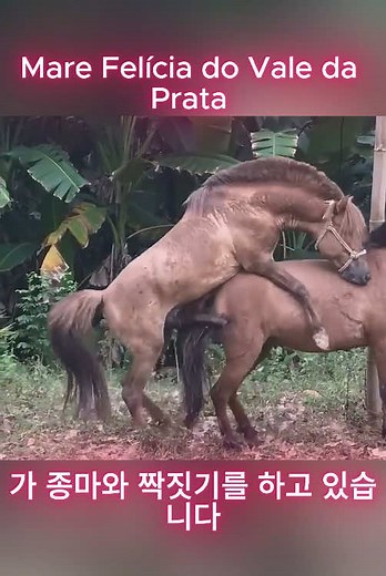 Mare Felícia do Vale da Prata 가 종마와 짝짓기를 하고 있습니다 #말 #보행말 #승마 #테네시워킹말 #말훈련 #보행말소프트틱톡 #평발말 #테네시워커 #테네시워킹말소프트틱톡 #말훈련팁 #평발말 #foryou #foryoupagе #foryoupageofficiall #foryou #foryoupage❤️❤️ #농장 #동물 #tiktoktrend #tiktoktrend #심박동영상 #송아지 #농장포즈 #말발굽