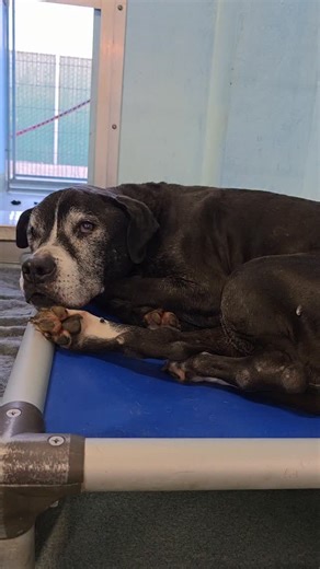 iloverescue | Update: Henry has been adopted! 💗 brb BAWLING MY EYES OUT!! 🚨 HENRY – 14 YEARS OLD – SENIOR BLACK LAB MIX. EXTREMELY URGENT 🚨 When I saw... | Instagram