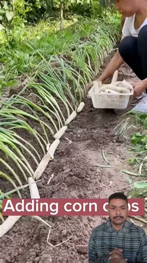 Green onion harvesting techniques + role of maize corn cobs #shortsfeed #shorts #trending