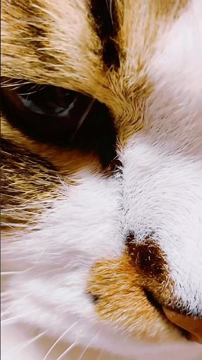 初めて保護猫を飼う場合、すぐにノミ、お腹の寄生虫、耳ダニ駆除、検査を動物病院で受けるのが経験上ベスト。 #cat