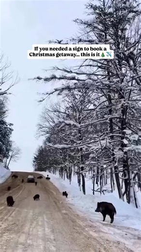 Montréal, Canada 🇨🇦 Travel | Hotels | Food | Tips on Instagram: "Just an hour from Montreal, @mtlgems found all the Christmas holiday cuteness at Omega Park! Who’s ready for cozy wildlife vibes? 🐾✨ 💡Located just an hour from Montreal, Omega Park offers a unique opportunity to see Canadian wildlife in a natural setting. Drive through the park and spot deer, elk, bison, and even wolves. 📍Omega Park, Quebec, Canada"