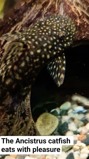 The Ancistrus catfish eats with pleasure #shorts #fish #catfish #ancistrus #aquarium #fishtank #mood