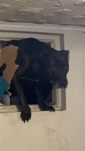 Guilty dog 😩 #dogsoftiktok #guiltydog #foryou #petsoftiktok #dog