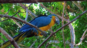 A blue-and-yellow macaw (Ara ararauna) in natural habitat.