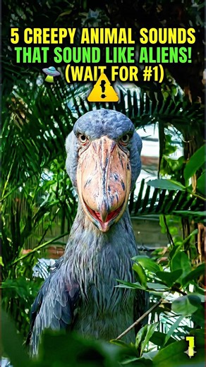 5 Creepy Animal Sounds That Sound Like Aliens! 🛸