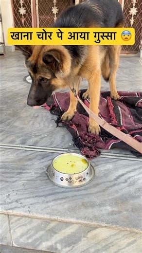 German Shepherd dog angry गुस्सा 🥵 #shorts #dog #germanshepherd