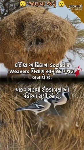 ખાસ જાણો.. પક્ષીઓનું જંગલ જેટલું વિશાળ ગૂંથણ #Shorts #GujaratiTathyo #GujaratiGyan