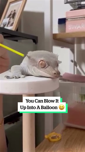 When a lizard's skin start's peeling... 😲