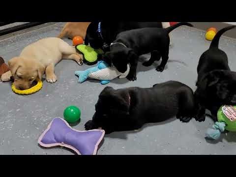 Lil Labrador Puppies Play with Colorful Balls for the First Time! 🐾🎨