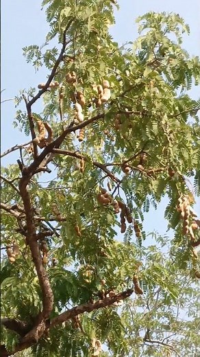 इमली का पेड़ कैसा होता है | imli Plant With flower #shorts #shortsfeed