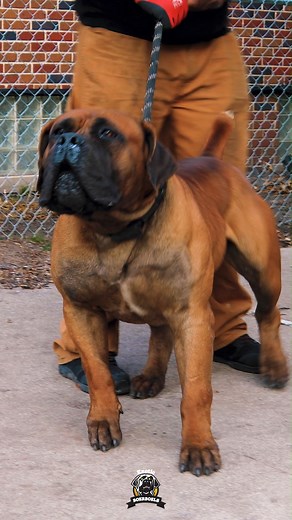Who you barking at⁉️This dog carries some serious power every time he lets out that bark. Boerboels are top protectors. Period.🔥💯 #thursday #thursdaymorning #Thursdays #thursdayfun #thursdaygrind #feature #mastiff #dogs #boerboel #boerboelsofinstagram #southafricanboerboel #boerboels #boerboelpuppy #boerboellove #boerboelmastiff #boerboellife #boerboelmoments #boerboelfans #boerboelofinstagram #boerboelinstagram #boerboellovers #boerboellife🐾 #photooftheday #instaboerboel #instagood #videooft