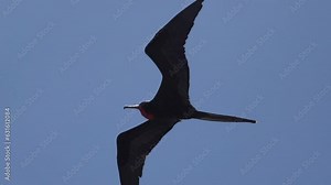 Magnificent frigatebird, Fregata magnificens, is a big black seabird with a characteristic red gular sac, Frigate bird soaring in the clear blue sky over the coastline of the pacific ocean of the Gala