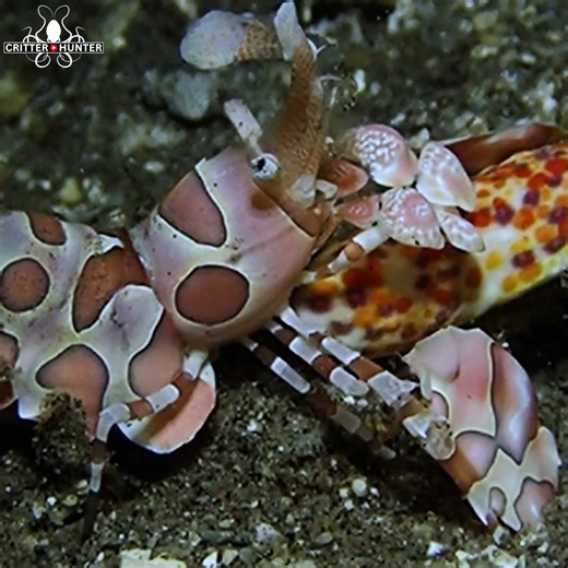 23K views · 1.1K reactions | The harlequin shrimp, with its striking...
