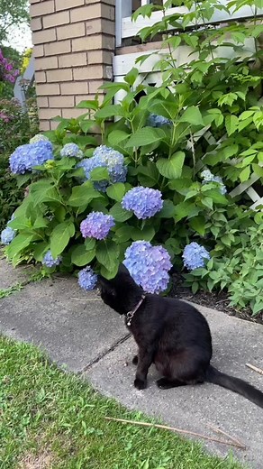 Transforming Hydrangea Colors: Pink to Blue and Blue to Pink