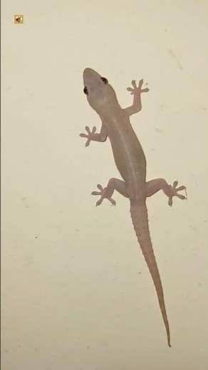 Lizard Sound | Lizard Chirp!