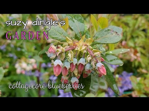 Sunshine Blue Blueberries in a Cottagecore Garden