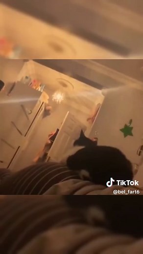 Funny Cat Reactions to Farts That Will Make You Laugh