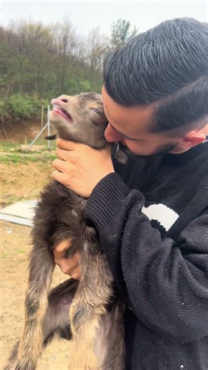 Numaracı Oğlak… #oğlak #goat #goats #keşfet #animal #cute