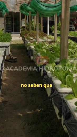 Descubre 4 cultivos hidropónicos con alta rotación y demanda: lechuga, cilantro, albahaca y acelga. Aprende cómo cultivarlos en poco espacio y calcular su rentabilidad sin invertir mucho. 🌿 Comenta *hidroponía* para acceder a la clase gratuita y comenzar tu primer cultivo rentable desde casa. ___ #hidroponia #cultivosencasa #cultivosrentables #hidroponiacasera #huertourbano | Hidroponía Avanzada