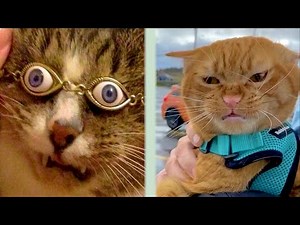 BEST CAT MEMES COMPILATION OF 2020 PART 35 (FUNNY CATS)