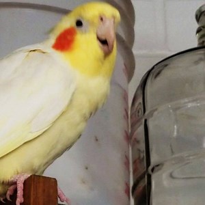 1.1K views · 157 reactions | MC BB and DJ Scotty kicking a new Beat. #beatboxing #beatbox #trap #trapmusic #hiphop #mouthjam #birbs #rescuebird #birds #cockatiels #parrots #indierock #crazybird #scottysanimals #skrillex #mumblerap #samplethis | Scotty's Animals | Facebook