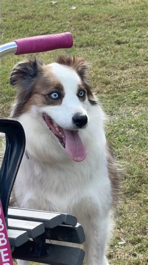 Australian dog breeds