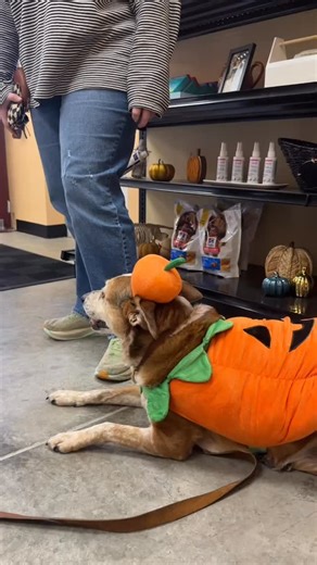  Look who came to say hi today - Miss Daisy!!  Like a lot of us,...