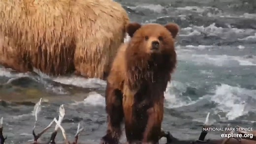 1.7K views · 136 reactions | After catching a few fish at the Falls,...