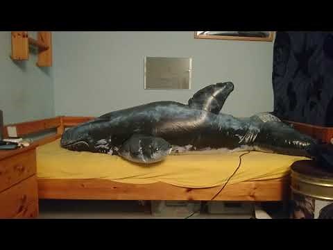 Double Layer Realistic Whale Suit