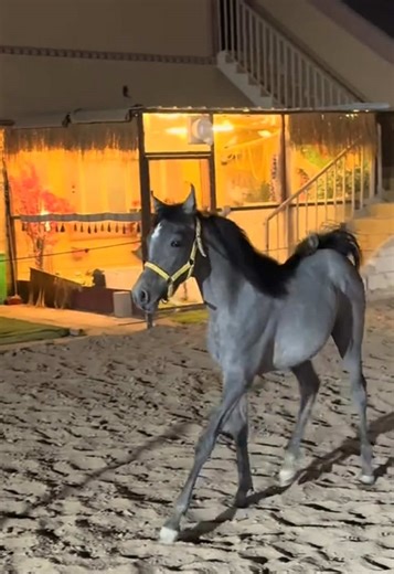 ‏لـولـو الله يبارك 💘 | #خيل_وخياله🐎 ‏#kuwait #foryou #explore #viral