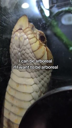 This Hognose Refuses to Stay on the Ground #SnakeBehavior #pets #Shorts #funnyanimals