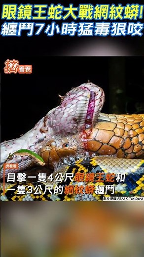 眼鏡王蛇大戰網紋蟒! 纏鬥7小時「猛毒狠咬」｜TVBS新聞‪@TVBSNEWS01‬