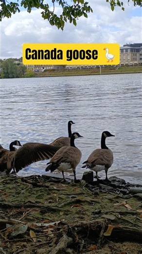 Canada Geese Chilling | Adorable Moments Wildlife 4K