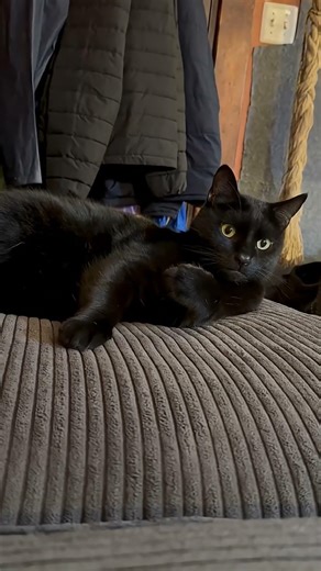 If House Cats Could Talk - The Classic "What's the Password" Prank - Problem with Pranks