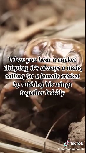 Understanding Cricket Sounds: How do Crickets Make Their Unique Chirping Sounds?