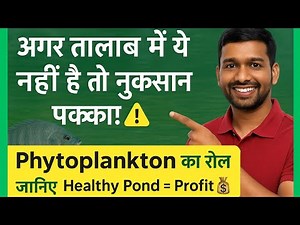 How Phytoplankton Can Save Your Pond