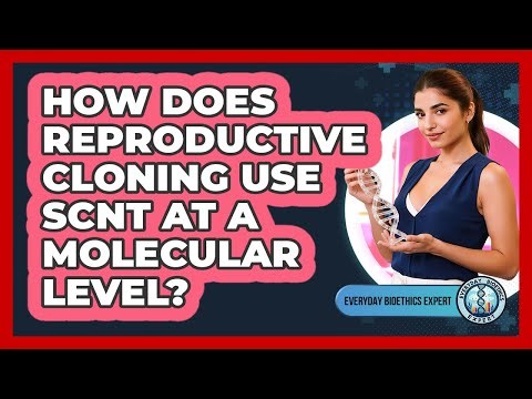 How Does Reproductive Cloning Use SCNT At A Molecular Level? - Everyday Bioethics Expert